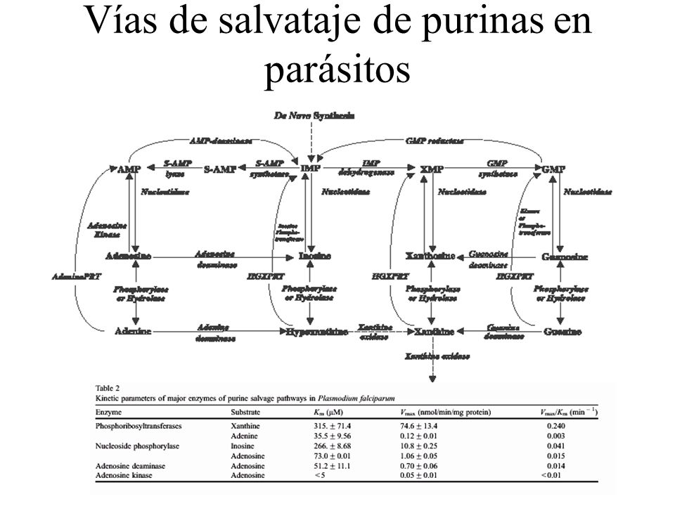 Las pastillas de las lombrices la lista y el precio